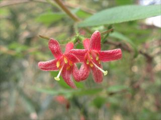 ミヤマウグイスカグラ